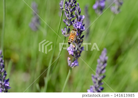 A bee A bee 141613985