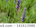 A bee 141613986