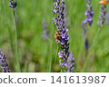 A bee 141613987