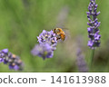 A bee 141613988