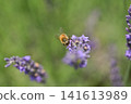 A bee 141613989