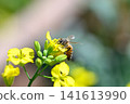 A bee 141613990