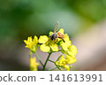 A bee 141613991