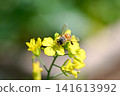 A bee 141613992