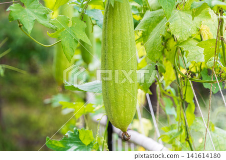 Large loofahs growing on the green fence of a home garden Large loofahs growing on the green fence of a home garden 141614180