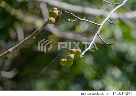 Unique young green fruits of the Kobushi magnolia tree attached to the tips of its branches. Unique young green fruits of the Kobushi magnolia tree attached to the tips of its branches. 141614245