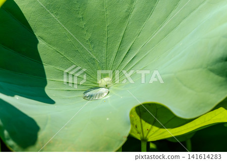 A single drop of pure water collects in the center of a green lotus leaf. A single drop of pure water collects in the center of a green lotus leaf. 141614283