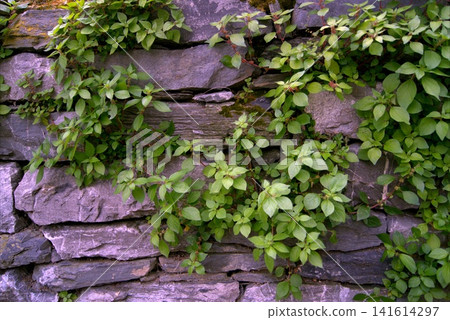 Climbing hydrangea trailing along an old stone wall. Climbing hydrangea trailing along an old stone wall. 141614297