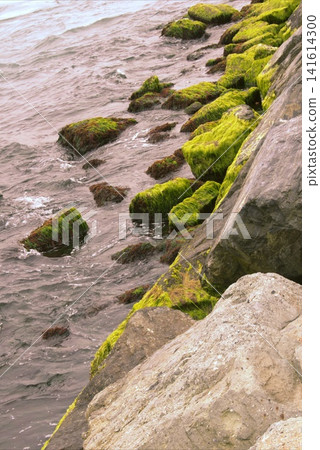 Large rocks on the seashore covered with green algae. Large rocks on the seashore covered with green algae. 141614300