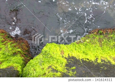 Large rocks on the seashore covered with green algae. Large rocks on the seashore covered with green algae. 141614311