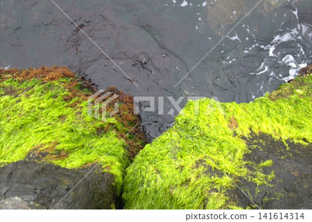 Large rocks on the seashore covered with green algae. Large rocks on the seashore covered with green algae. 141614314