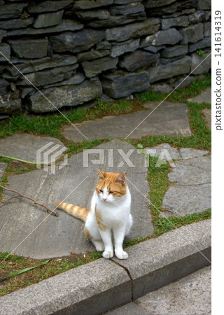 A white and ginger cat sits on a stone path by a wall, capturing the Mediterranean atmosphere of the city 141614319