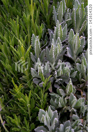 Young shoots of various lavender varieties, vibrant and lush young greenery. Young shoots of various lavender varieties, vibrant and lush young greenery. 141614320