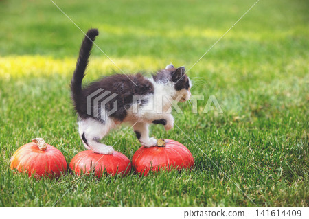 A little kitten is going on small pumpkins. Thanksgiving and Halloween concept A little kitten is going on small pumpkins. Thanksgiving and Halloween concept 141614409