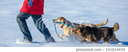 Man with two dogs walks on the snowy field. A yellow Labrador Retriever dog leads a mongrel dog on a leash Man with two dogs walks on the snowy field. A yellow Labrador Retriever dog leads a mongrel dog on a leash 141614439
