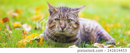 Cat lying down on the fallen leaves in autumn, enjoying fine weather Cat lying down on the fallen leaves in autumn, enjoying fine weather 141614453