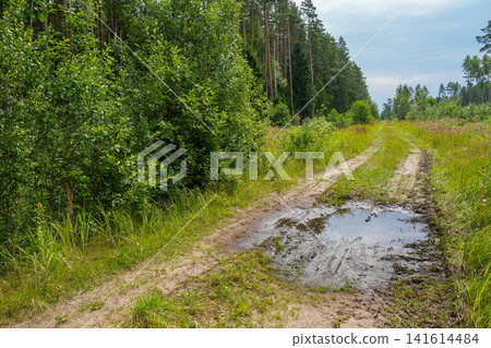 Forest Dirt Road with Muddy Puddle Through Green Woodland Landscape in Latvia During Summer Season View Forest Dirt Road with Muddy Puddle Through Green Woodland Landscape in Latvia During Summer Season View 141614484