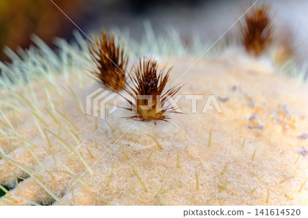A close-up of the delicate spines and fine hairs growing on the top of the Golden Barrel Cactus. A close-up of the delicate spines and fine hairs growing on the top of the Golden Barrel Cactus. 141614520