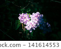 Heart-shaped hydrangea 141614553