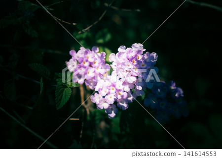 Heart-shaped hydrangea Heart-shaped hydrangea 141614553