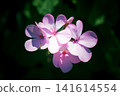 Pink flowers 141614554