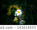 White Margaret 141614555