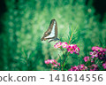 Flower and butterfly 141614556
