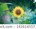 Landscape with summer flowers 141614557