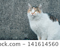 A cat staring at you 141614560