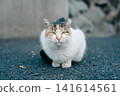 A cat staring at you 141614561