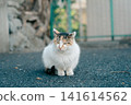 A cat staring at you 141614562