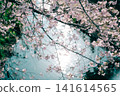 River and cherry blossoms 141614565