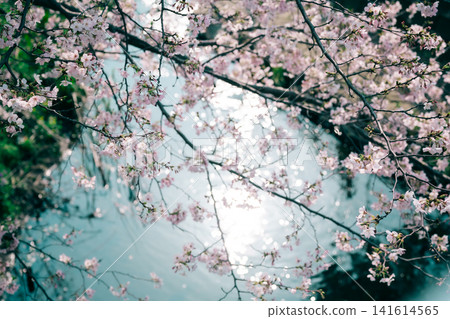 River and cherry blossoms River and cherry blossoms 141614565