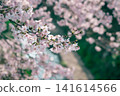 Scenery with cherry blossoms 141614566