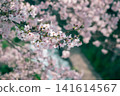Scenery with cherry blossoms 141614567