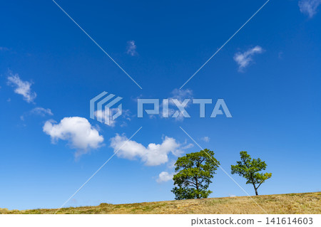 Summer blue sky, clouds, and grassland Summer blue sky, clouds, and grassland 141614603
