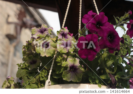 Exotic lime green and dark purple petunia flowers in hanging basket Exotic lime green and dark purple petunia flowers in hanging basket 141614664