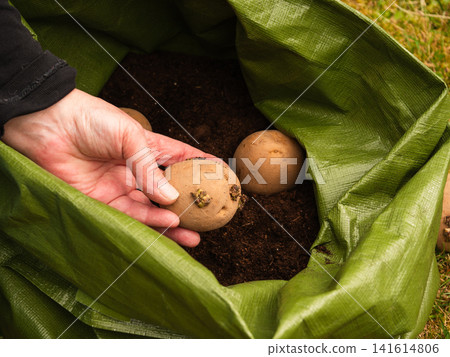 Gardener planting seed potatoes in green grow bag Gardener planting seed potatoes in green grow bag 141614806