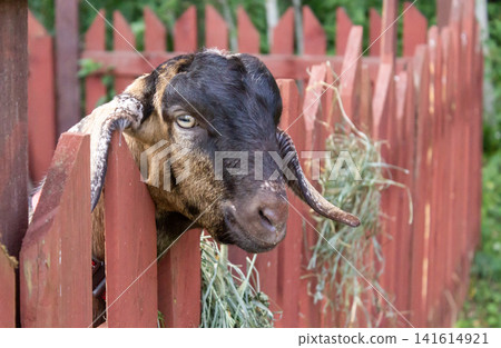 An Anglo-Nubian goat is looking out from behind the fence. An Anglo-Nubian goat is looking out from behind the fence. 141614921