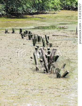 Remains of an old wooden pier, Old wooden posts emerging, remains of an ancient pier or breakwater. Remains of an old wooden pier, Old wooden posts emerging, remains of an ancient pier or breakwater. 141615027