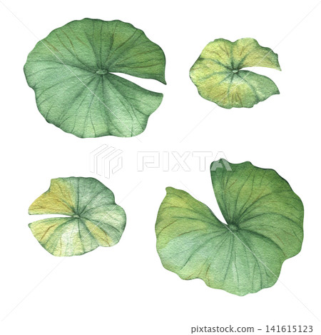 Watercolor lotus leaves illustration, hand painted, water lily, botanical illustration. Watercolor lotus leaves illustration, hand painted, water lily, botanical illustration. 141615123
