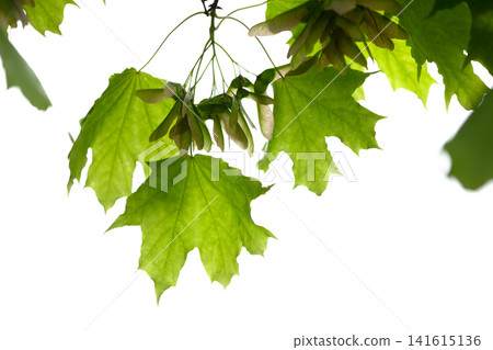 Backlit green maple leaves and clusters of seeds isolated on white Backlit green maple leaves and clusters of seeds isolated on white 141615136