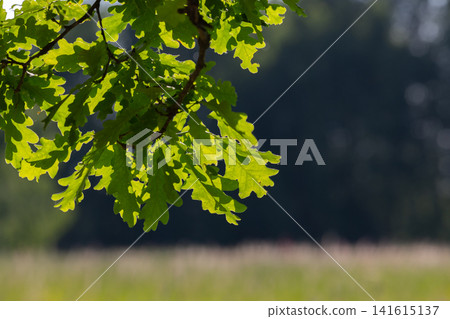 Sunlit oak leaves hang from a slender branch, backlit Sunlit oak leaves hang from a slender branch, backlit 141615137