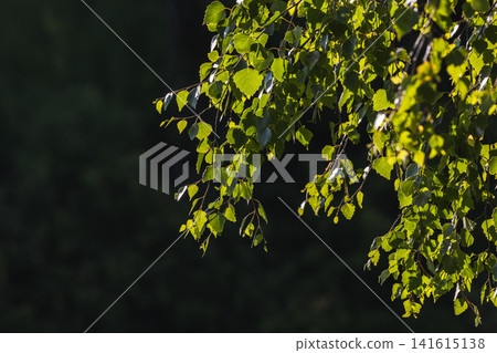 Delicate birch leaves hang from slender branches Delicate birch leaves hang from slender branches 141615138