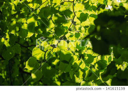 Sunlit green leaves form a tapestry of dappled light and shadow Sunlit green leaves form a tapestry of dappled light and shadow 141615139