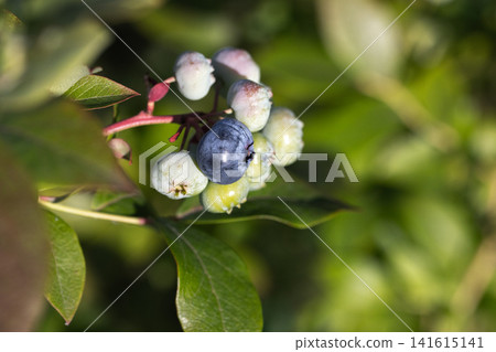 A ripe blue blueberry nestled among clustered unripe green berries 141615141