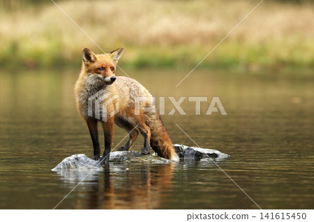 Rex fox (Vulpes vulpes) male in river. Male of red fox in the river with stones. Animal in nature habitat, Czech republic Rex fox (Vulpes vulpes) male in river. Male of red fox in the river with stones. Animal in nature habitat, Czech republic 141615450
