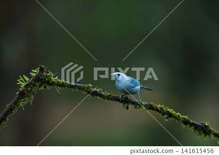 Blue-gray Tanager (Thraupis episcopus) perched on a tree branch. blue bird in the nature habitat. Costa Rica. Wildlife scene from nature. 141615456