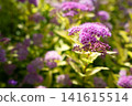 Purple Spirea Flowers Green Leaves Sunlight Nature Photo 141615514