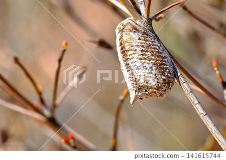 Eggs of a broad-winged mantis laid on a branch of a Japanese Andromeda tree. Eggs of a broad-winged mantis laid on a branch of a Japanese Andromeda tree. 141615744